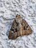 Mesapamea sp.